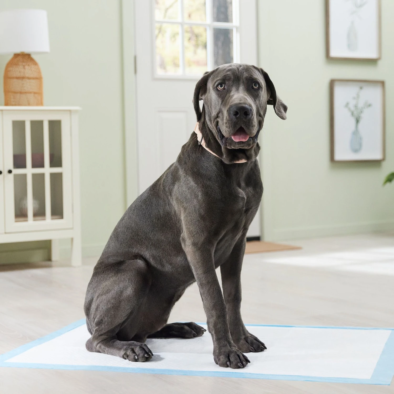 Frisco Premium Giant Dog Training & Potty Pads - Image 7