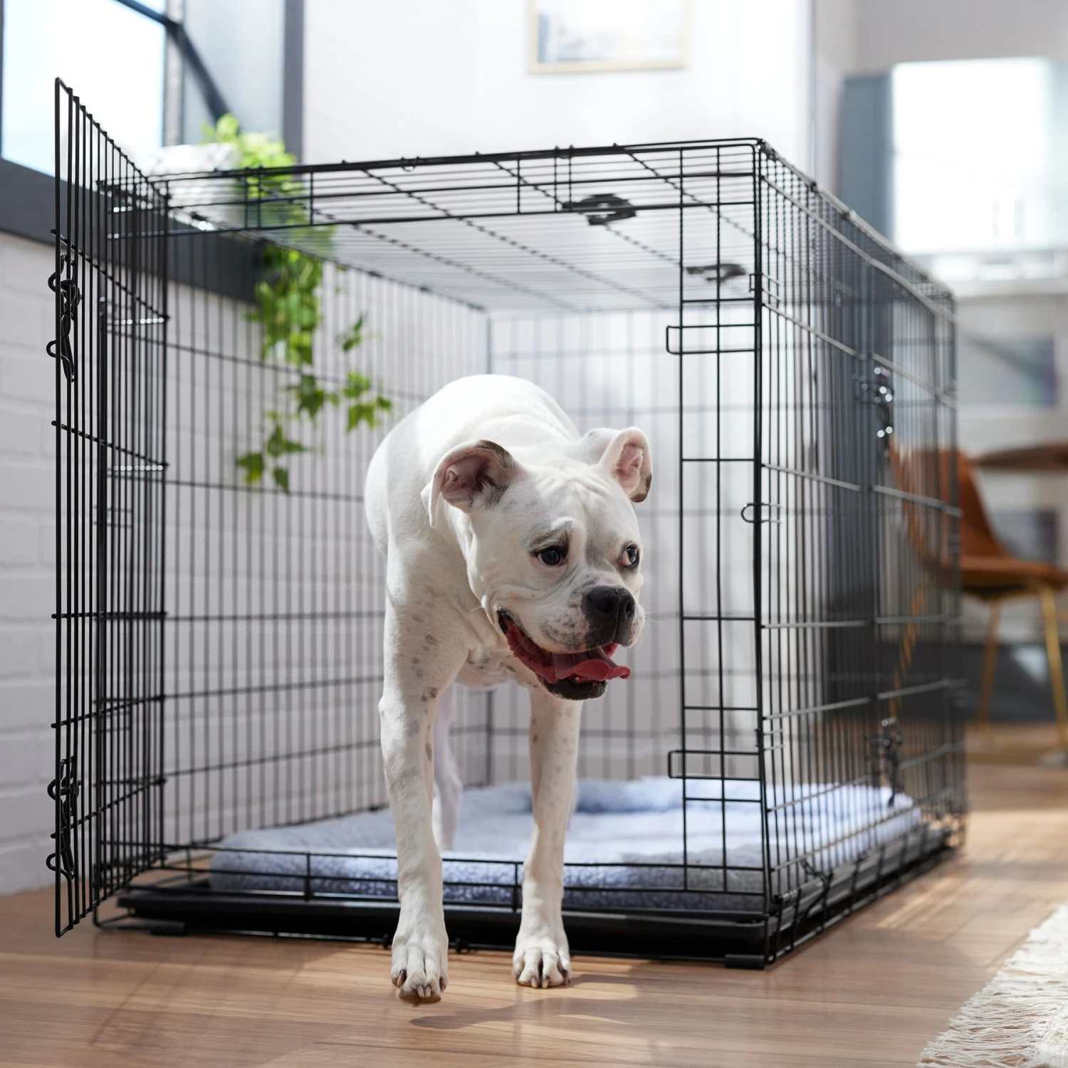 Frisco Fold & Carry Double Door Collapsible Wire Dog Crate & Mat Kit