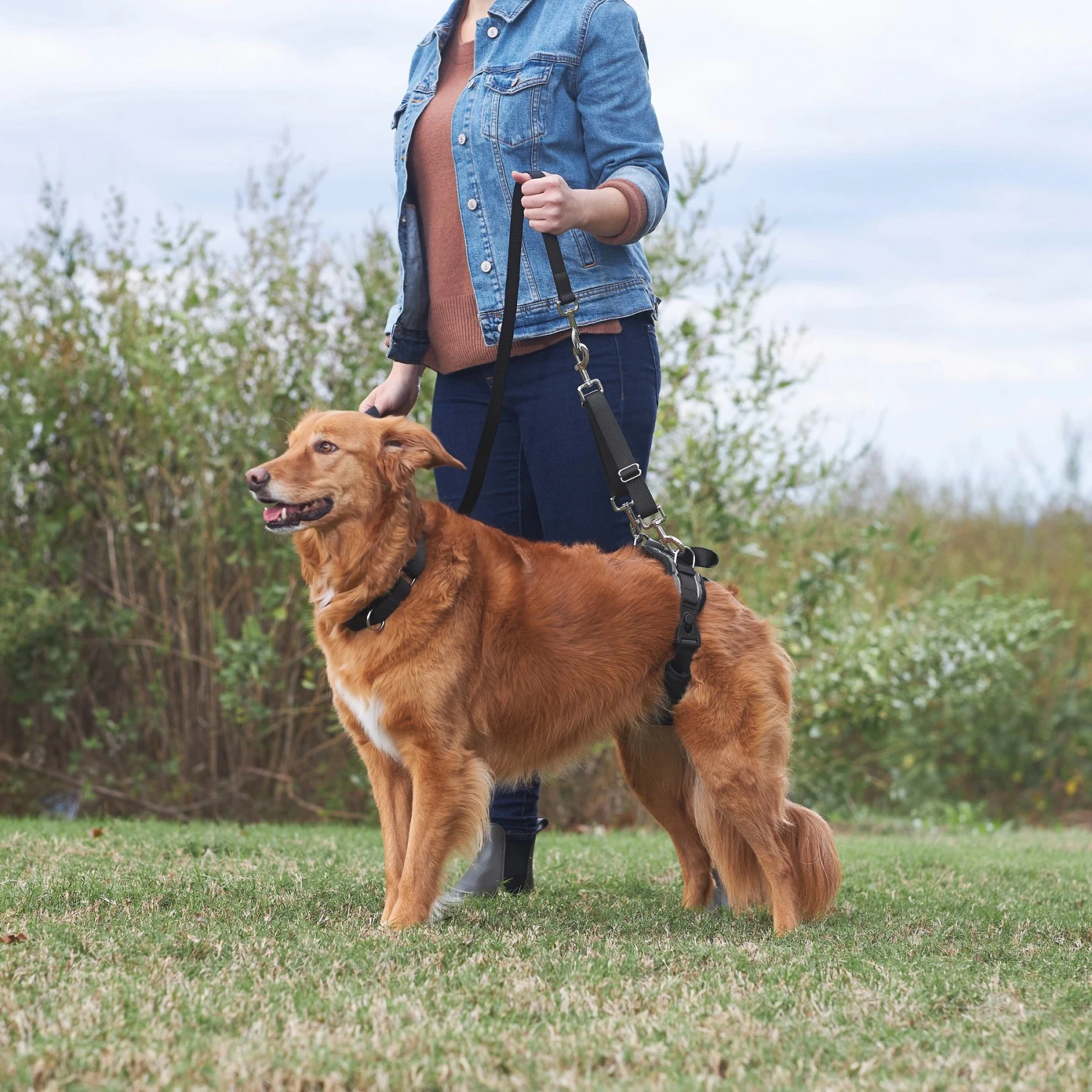 Frisco Rear Lift Handicapped Support Dog Harness - Image 6