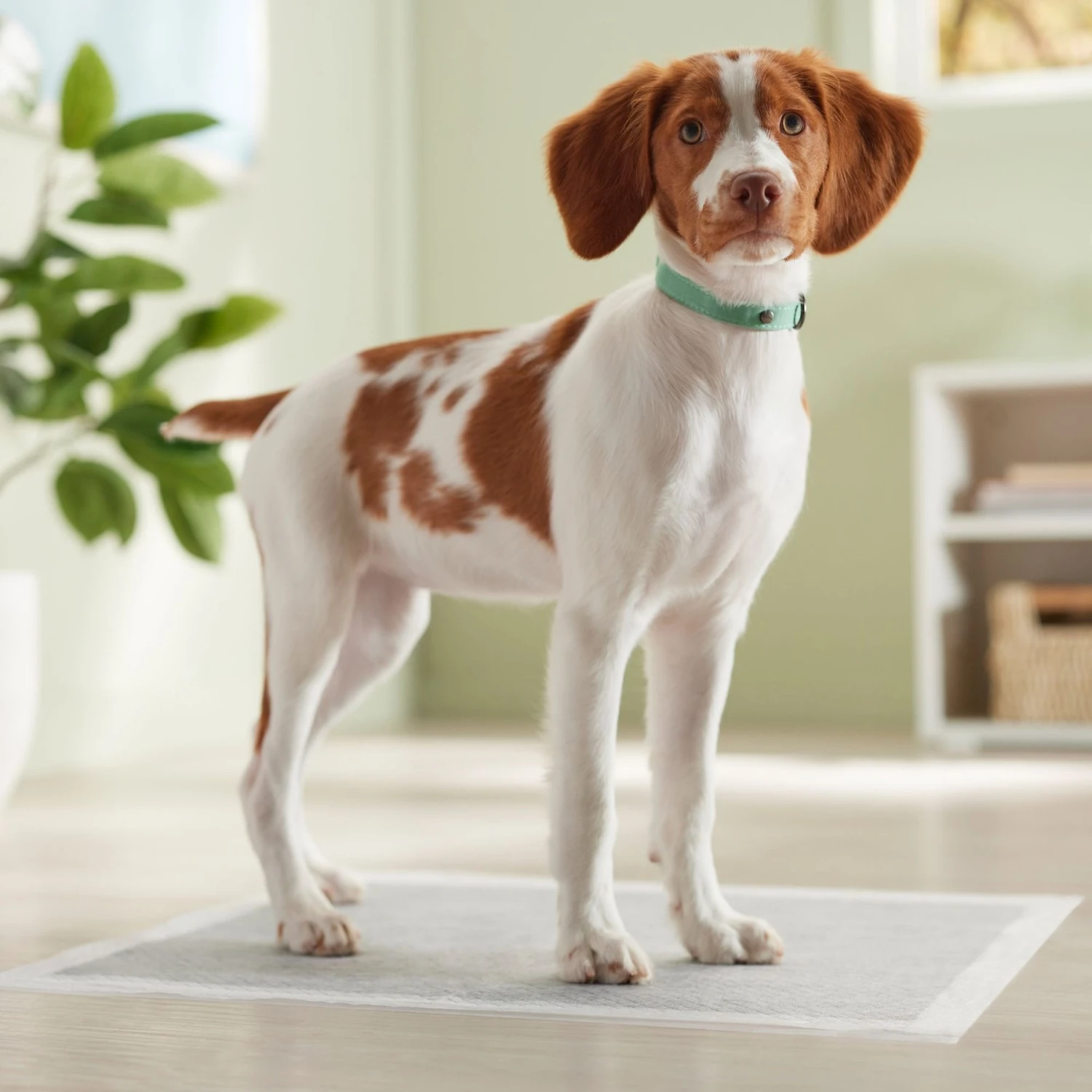 Frisco Charcoal Dog Training & Potty Pads - Image 7