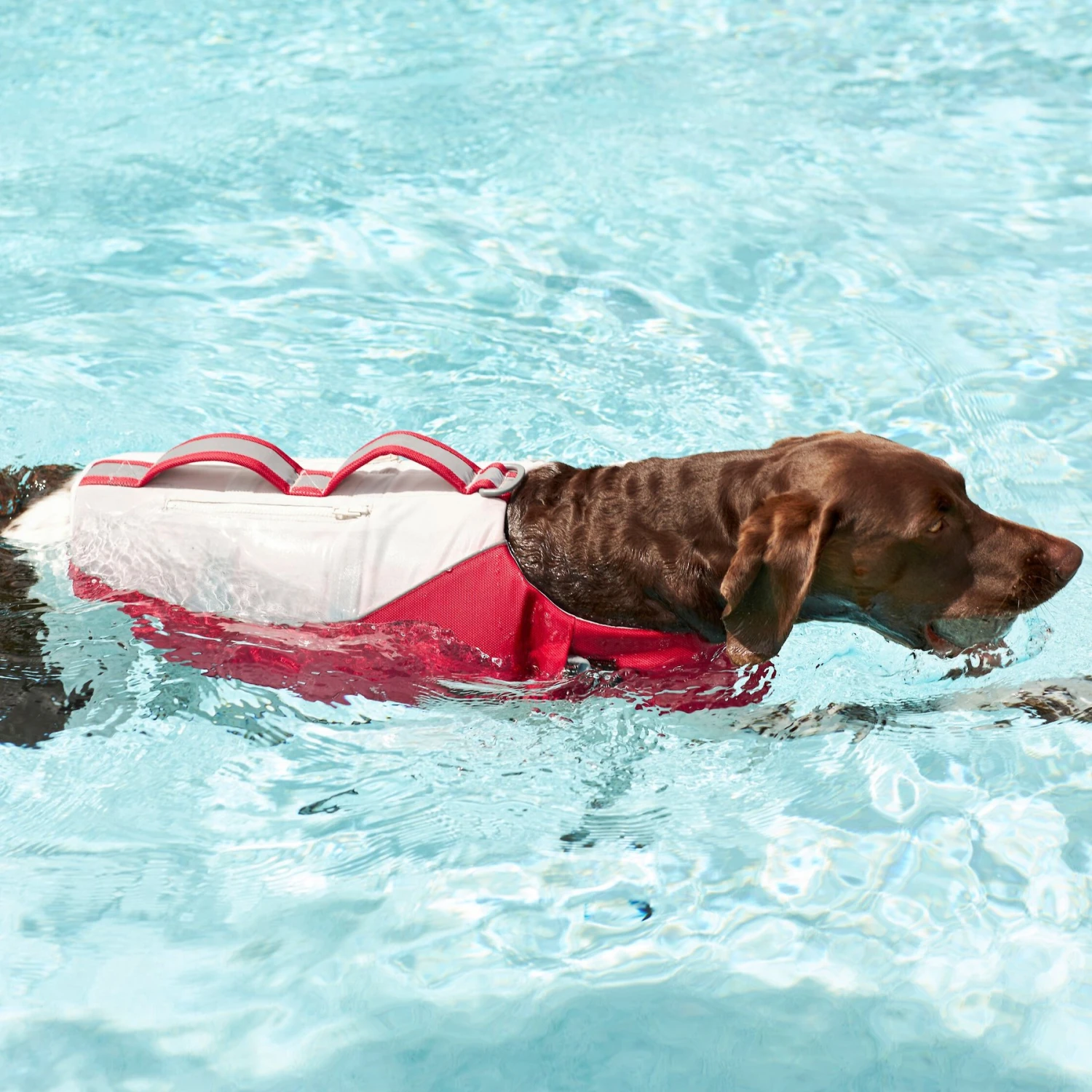 Frisco Rugged Dog Life Jacket - Image 9