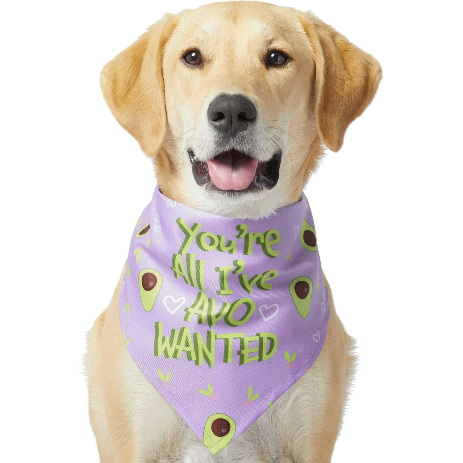 Frisco You're All I've Avo Wanted Dog & Cat Bandana - Image 3