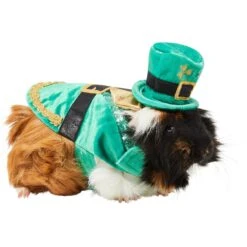 Frisco Guinea Pig St. Patrick's Day Costume