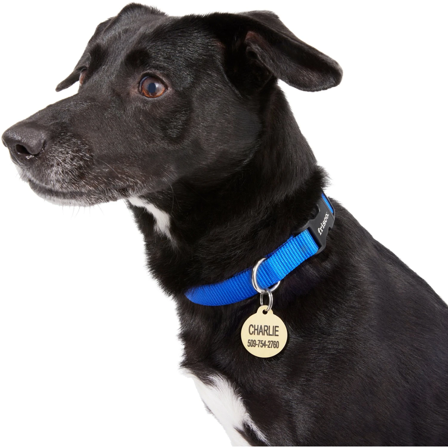 Frisco Brass Personalized Dog & Cat ID Tag, Round - Image 5
