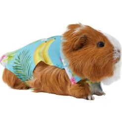 Frisco Pineapple Hawaiian Camp Guinea Pig Shirt