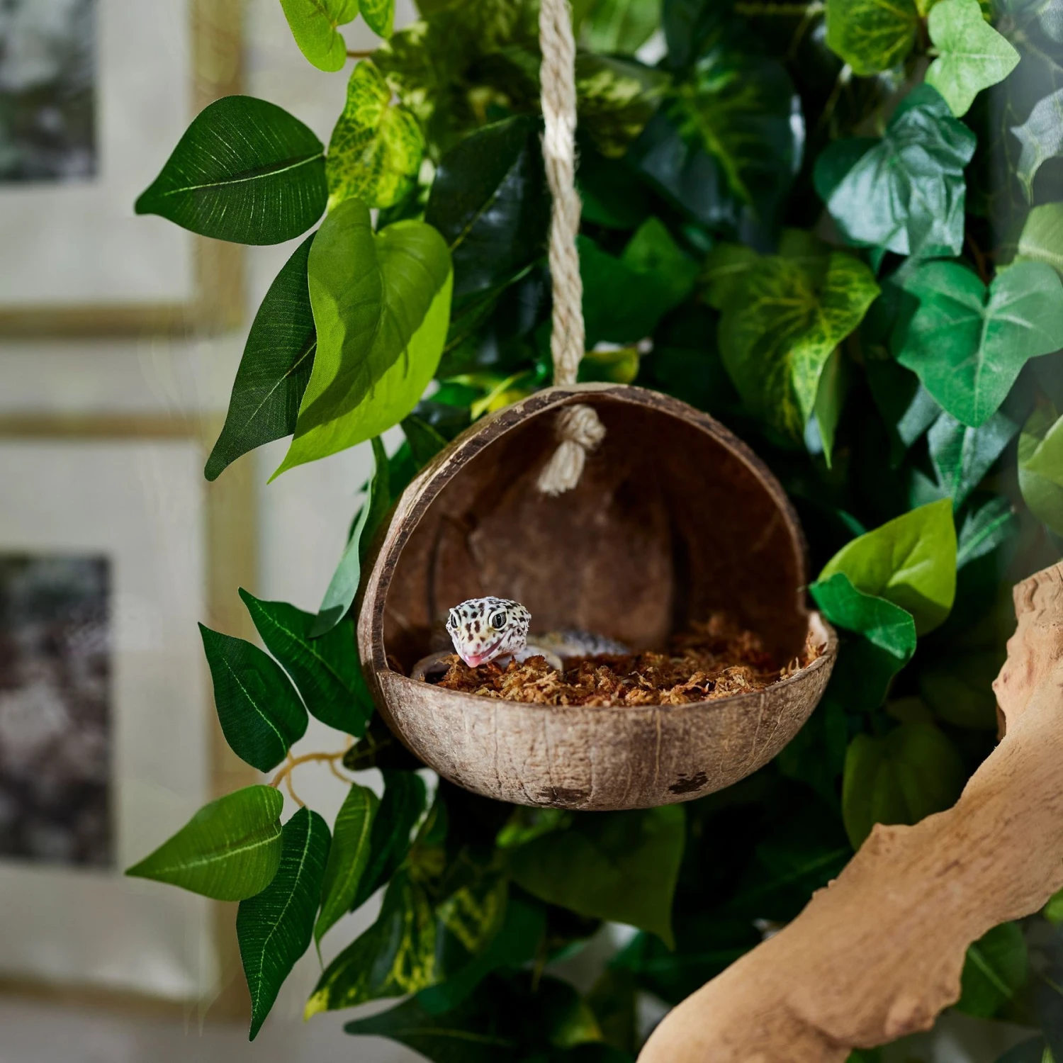 Frisco Coconut Bird Feeder - Image 4