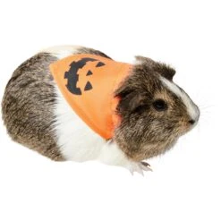 Frisco Jack O' Lantern Pumpkin Small Pet Bandana