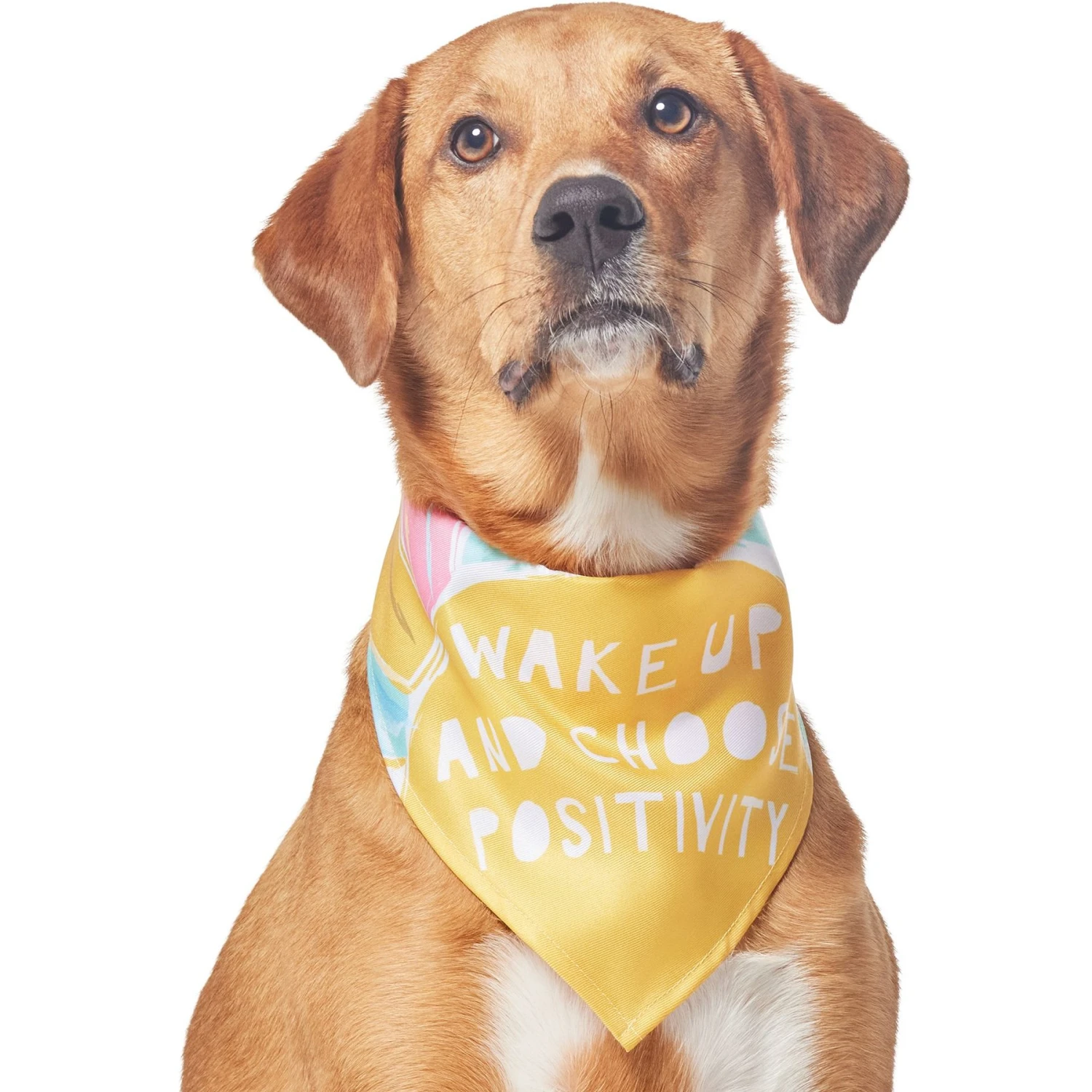 Frisco Wake Up Positive Dog & Cat Bandana - Image 4
