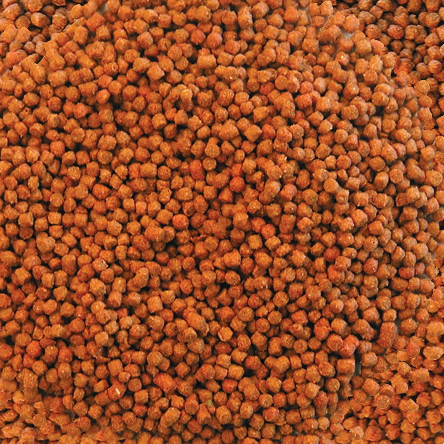 Frisco 3 Betta Aquarium With Divider/Top + 4 Items - Image 5