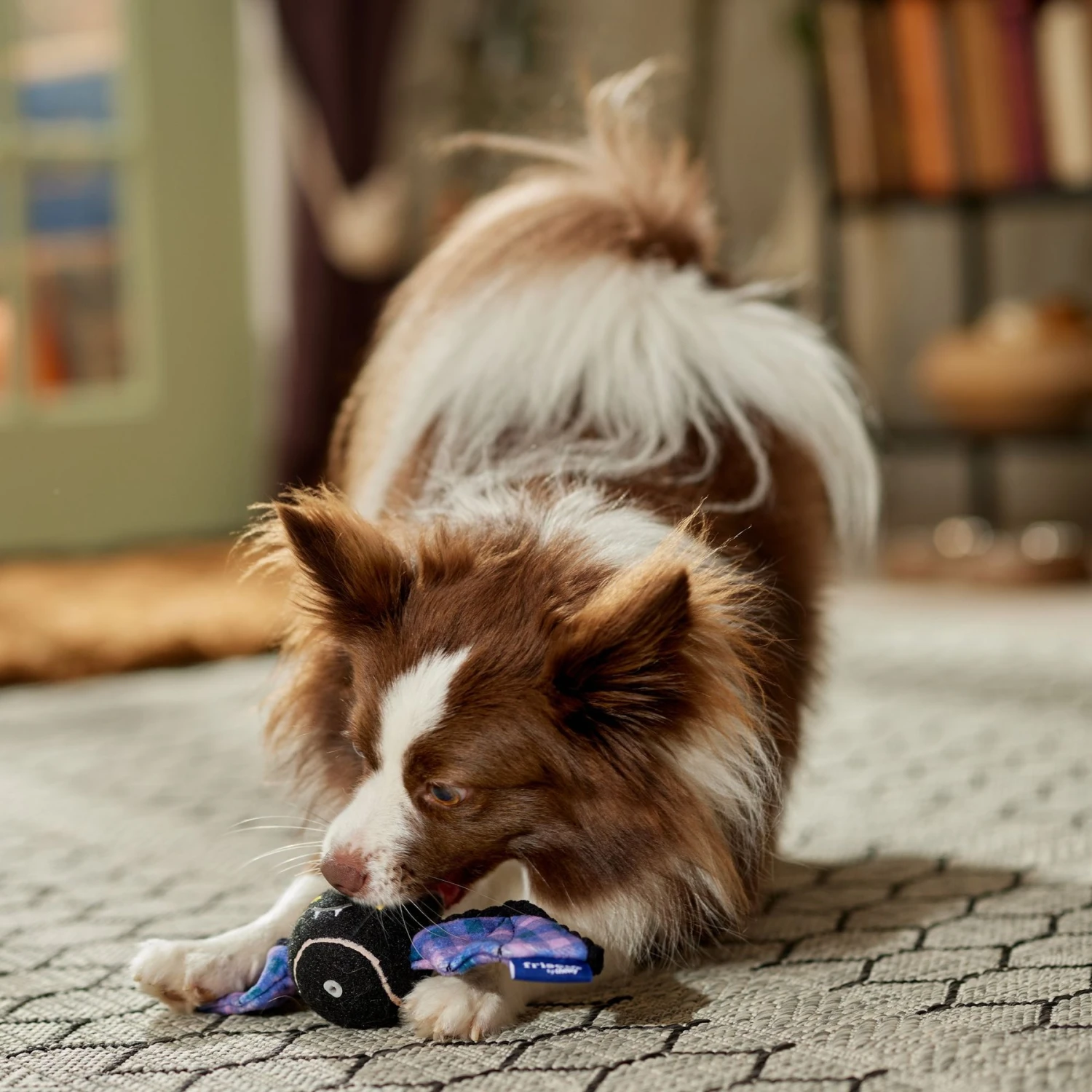 Frisco Halloween Bat Fetch Squeaky Tennis Ball Dog Toy - Image 4